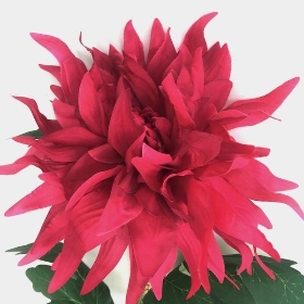 Fuchsia Dahlia 75cm