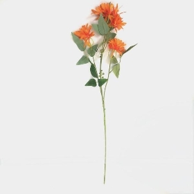Orange Honeysuckle 75cm
