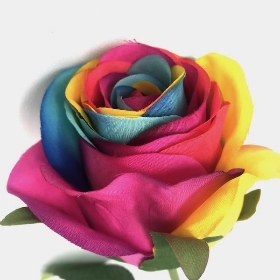 Rainbow Rose 50cm