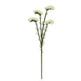 White Statice 62cm