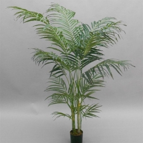 Areca Palm 150cm