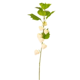 Cream Physalis 90cm