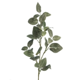 Fittonia Spray 67cm