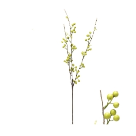 Prunus Humilis 78cm