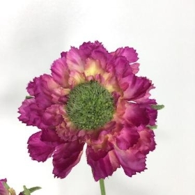 Cerise Scabious 65cm