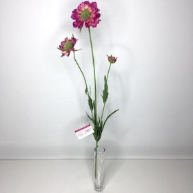 Cerise Scabious 65cm