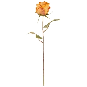 Honey Dry Rose 46cm