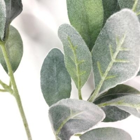 Green Lambs Ear 70cm