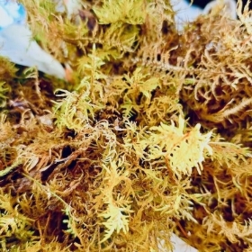 Fresh Welsh Moss