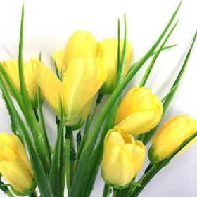 42 x Assorted Tulip Bush 35cm