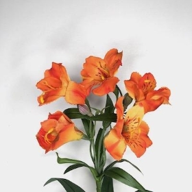 Orange Alstro 72cm